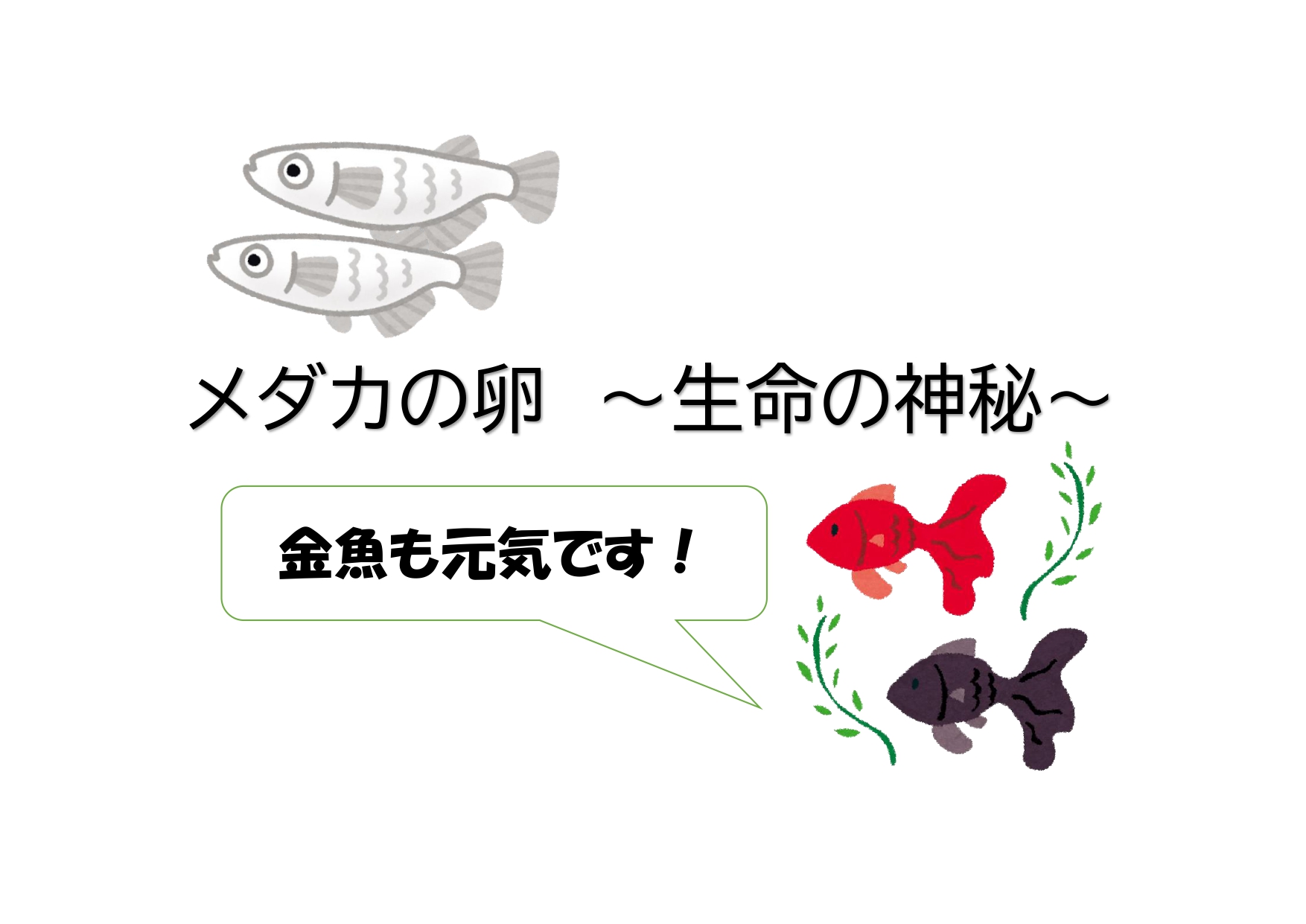 生命の神秘 5年生理科メダカの誕生
